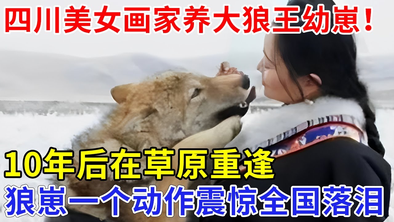 四川美女画家养大狼王幼崽！10年后在草原重逢，狼崽随后一个动作，震惊全国落泪【追忆】#李微漪