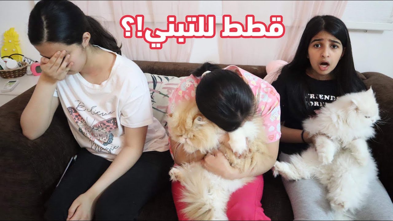 للأسف قررنا نعرض قططنا للتبني😔فيديو مؤثر!؟ 🥺 حطيت اعلان عنهم بموقع
