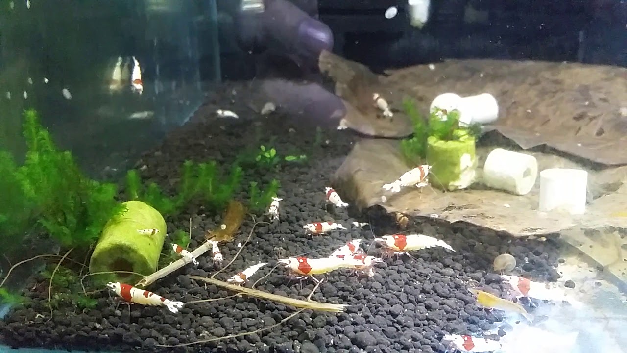 Caridinas crystal red, crs, prl