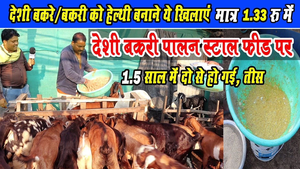 देशी बकरे और बकरी को हेल्थी बनाने क्या खिलाएं? Deshi Bakre/ Bakri Ko Healthy Banane kya khilanyen