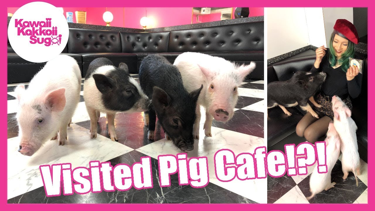 Visited Mini Pig Cafe in Tokyo!!!