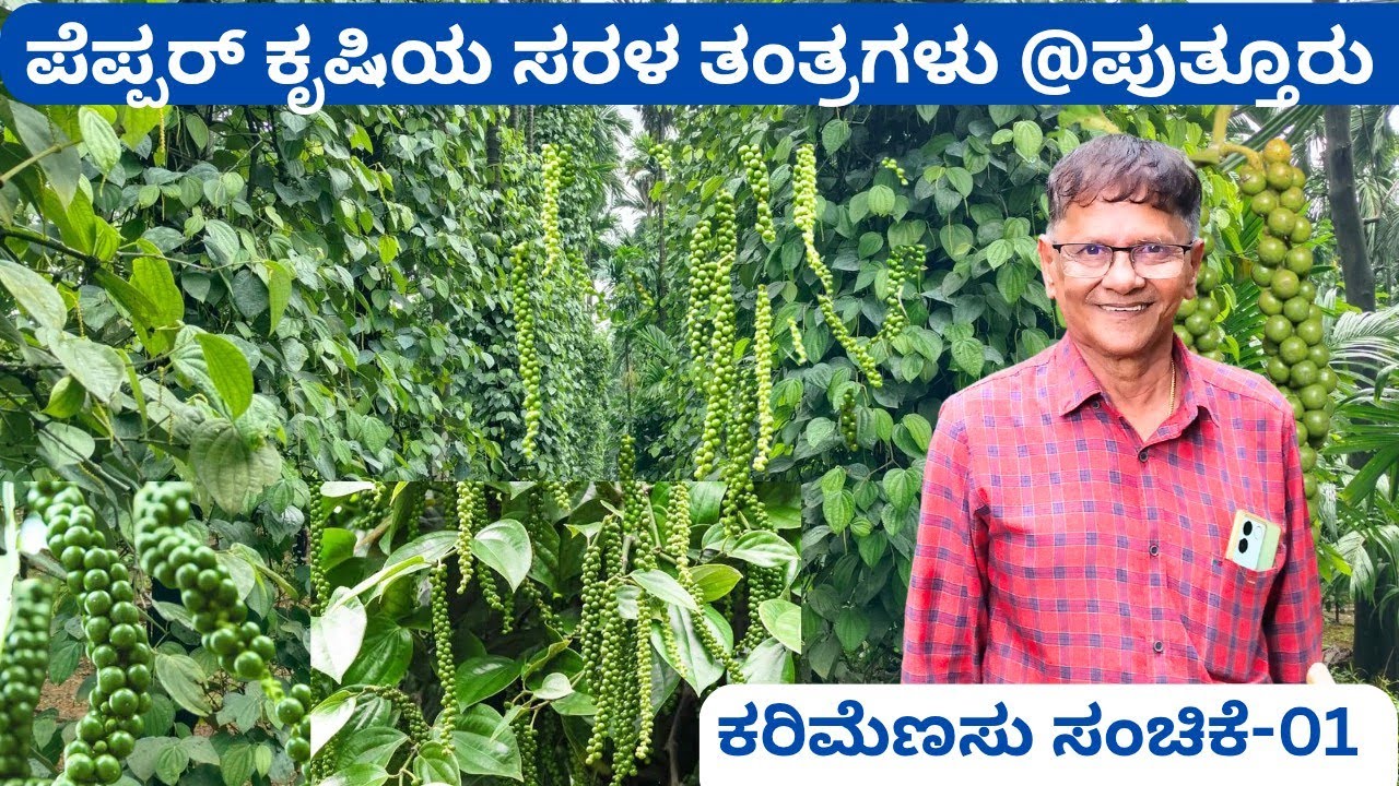 ಅಜಿತ್ ಪ್ರಸಾದ್ ರೈ ರವರ ಪ್ರಸಿದ್ಧ ಕರಿಮೆಣಸಿನ ತೋಟ‼️ ಕರಾವಳಿಯ ಟಾಪ್ ತೋಟಗಳಲ್ಲಿ ಇದು ಕೂಡ ಒಂದು #peppar #farming