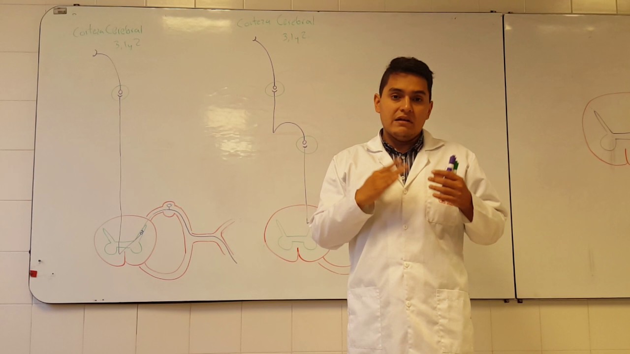 Vías medulares: grácilis y cuneatus