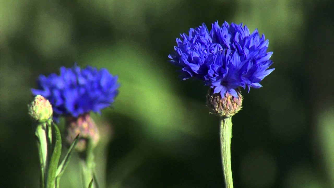 Cut Flower Production at Bear Creek Farms