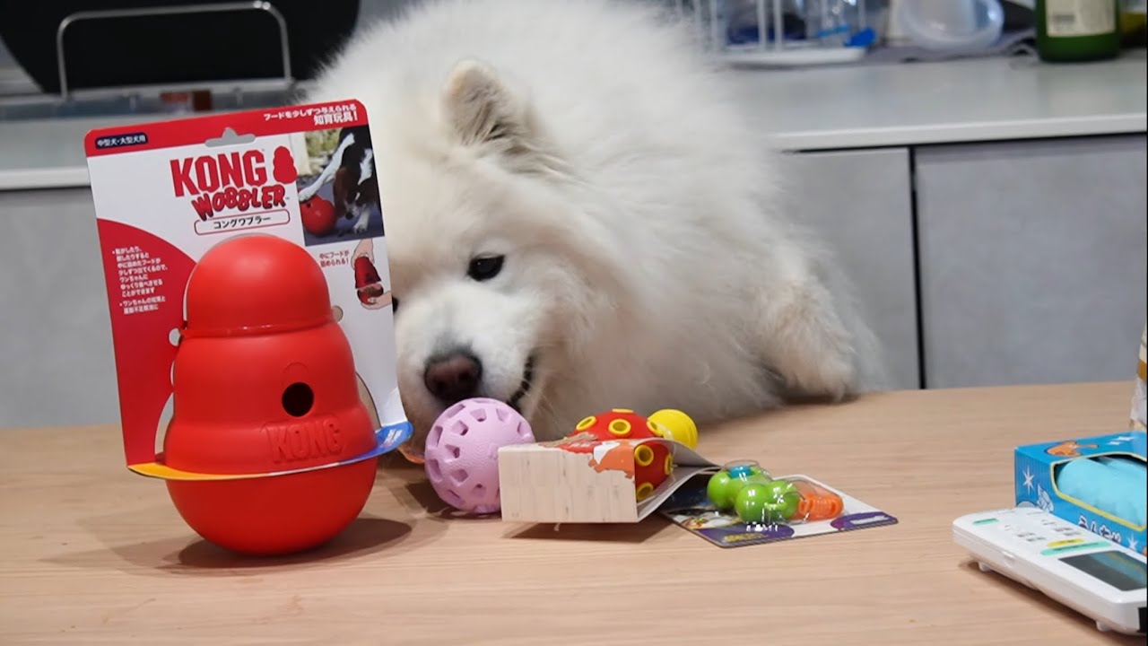 サモエド犬のおもちゃを新調したら