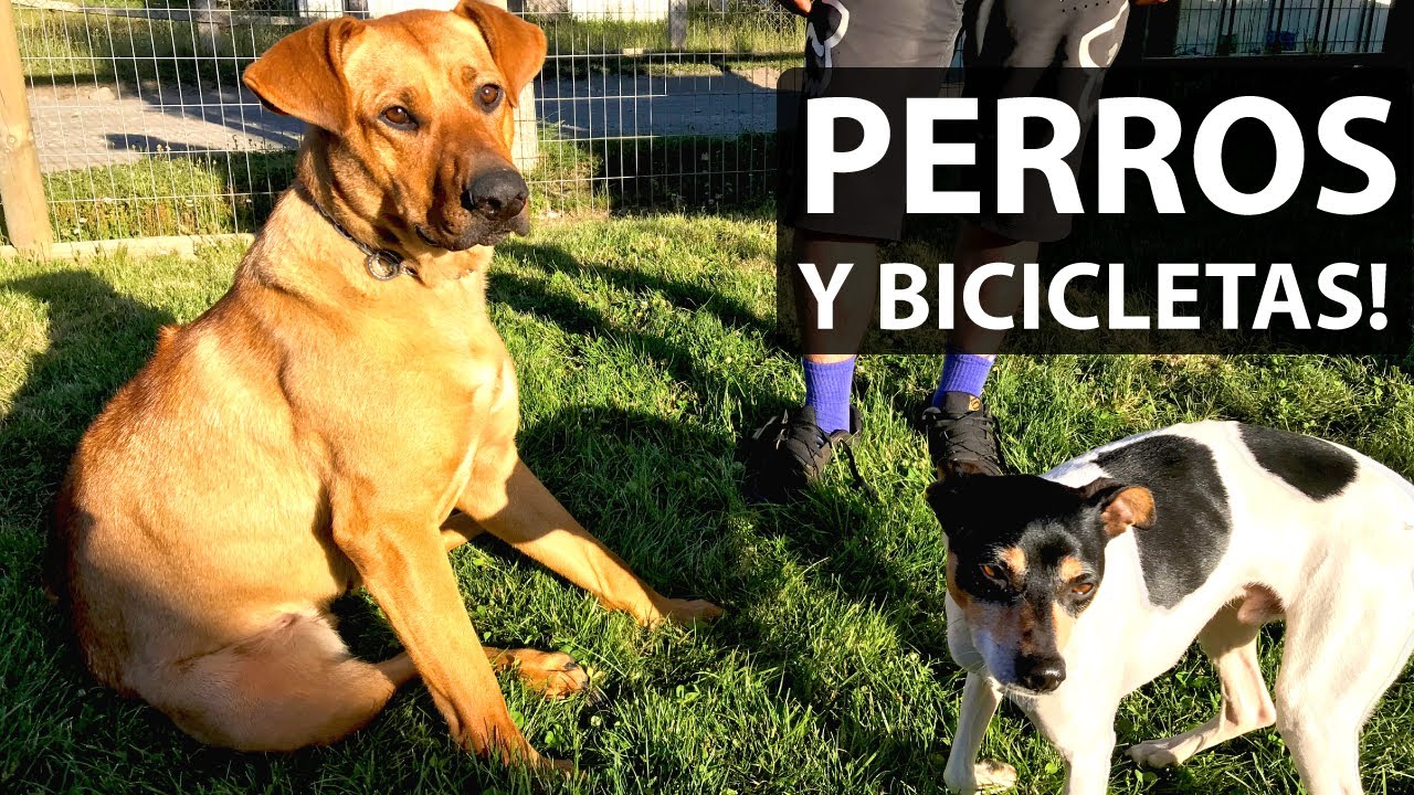 6 Consejos para Pedalear con tu Perro!