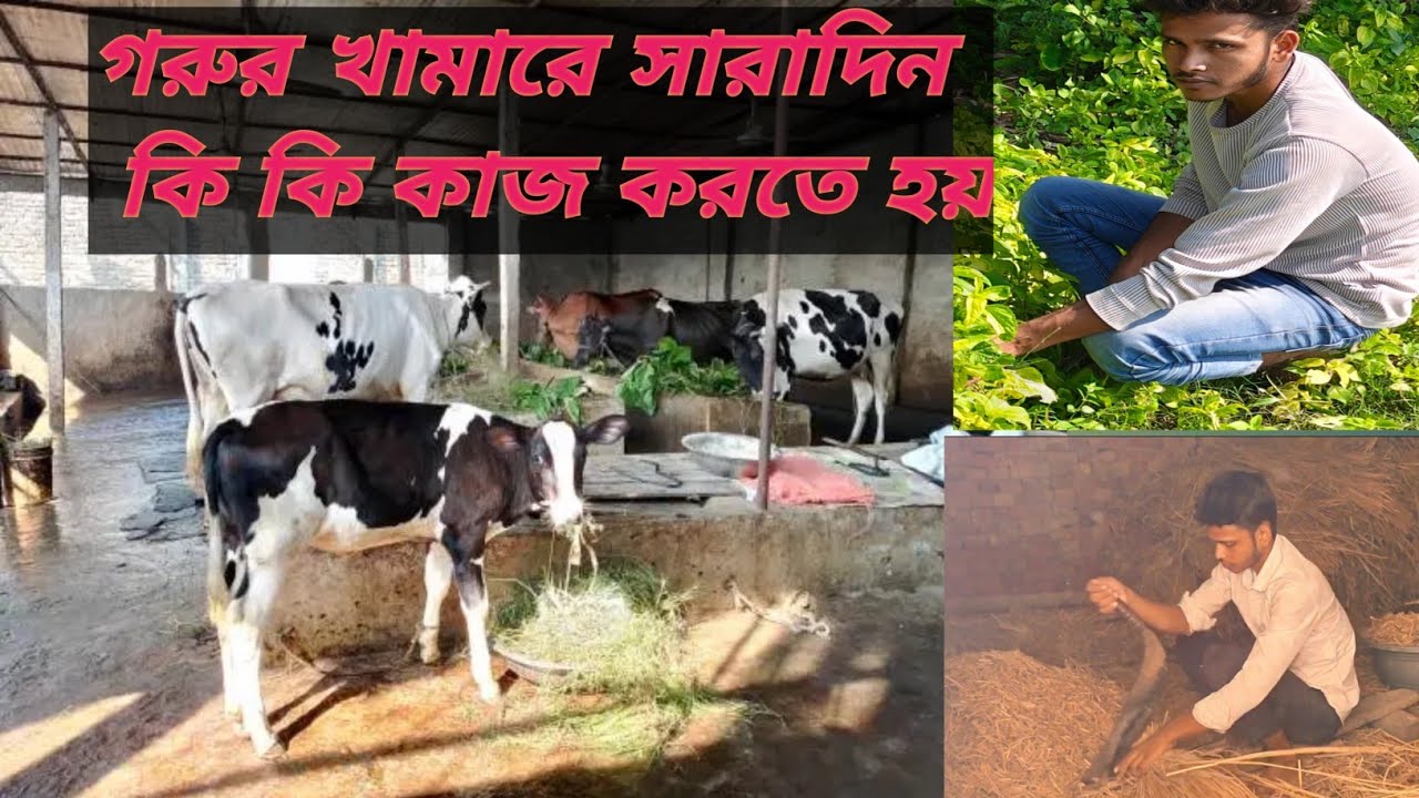গরুর খামারে সারাদিন কি কি কাজ করি। 🐄 Faruk Agro Daily Vlogs 