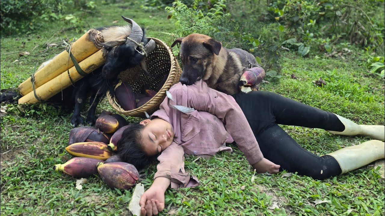 JVietnamese girl and her smart dogs and goats lost in the forest - ha thi muon