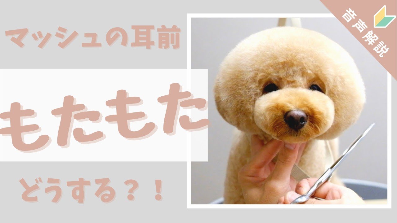 【音声解説】マッシュの耳前”もたもた”どうやって切る？！