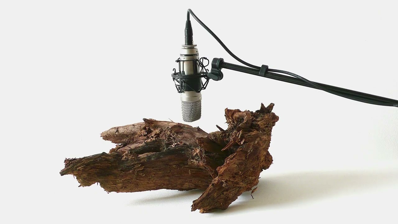 Zimoun : 25 woodworms, wood, microphone, sound system, 2009