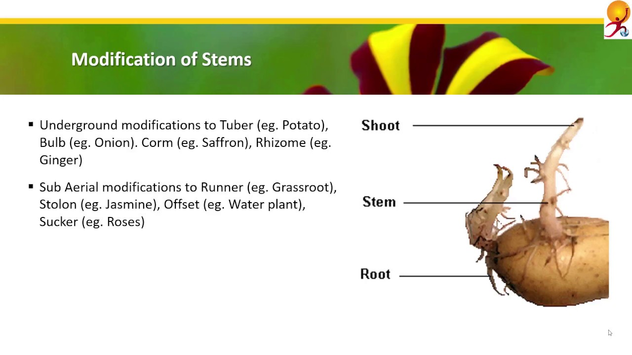 Biology-22: Angiosperms - Roots Stems and Leaves