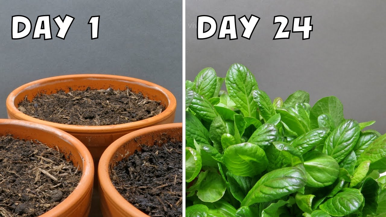 Rapidly Growing Lettuce from Seeds | 24-Day Timelapse
