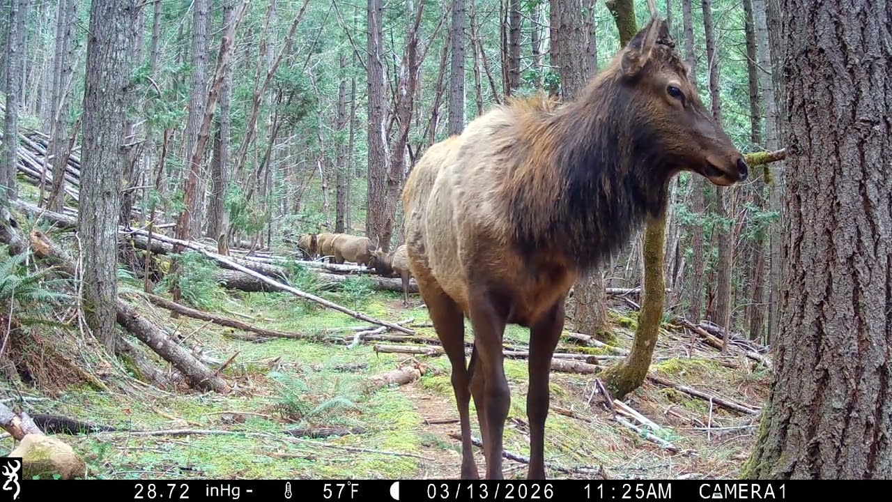 Huge elk herd
