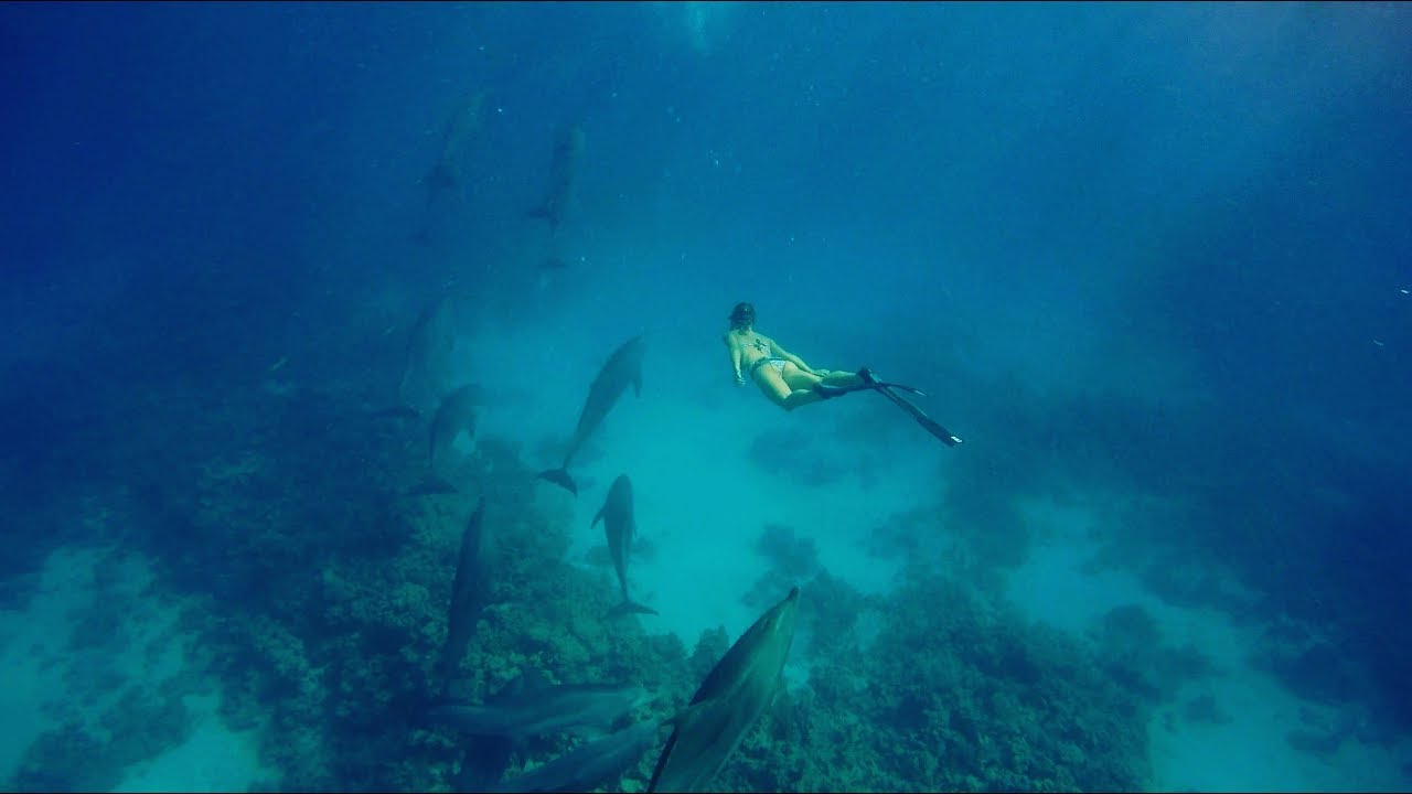 One Breath - Freediving with dolphins