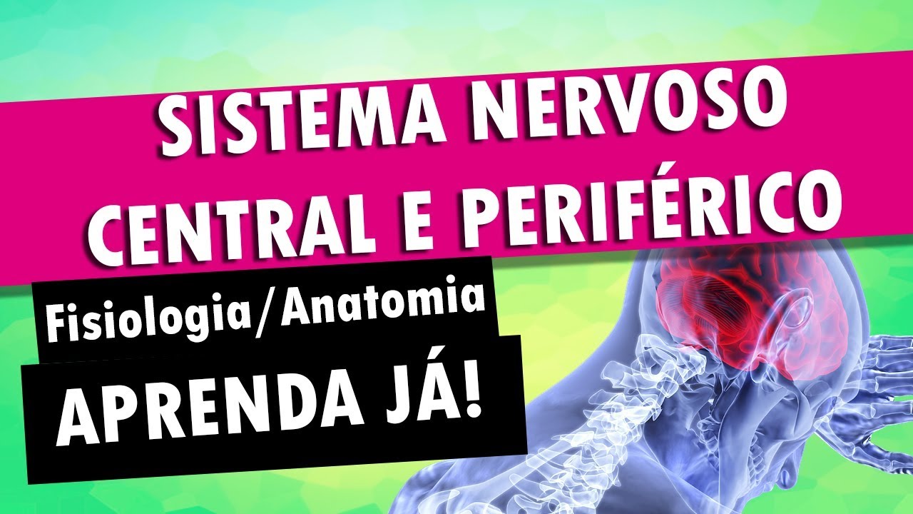 Sistema Nervoso Central e Perif&eacute;rico | Fisiologia e Anatomia