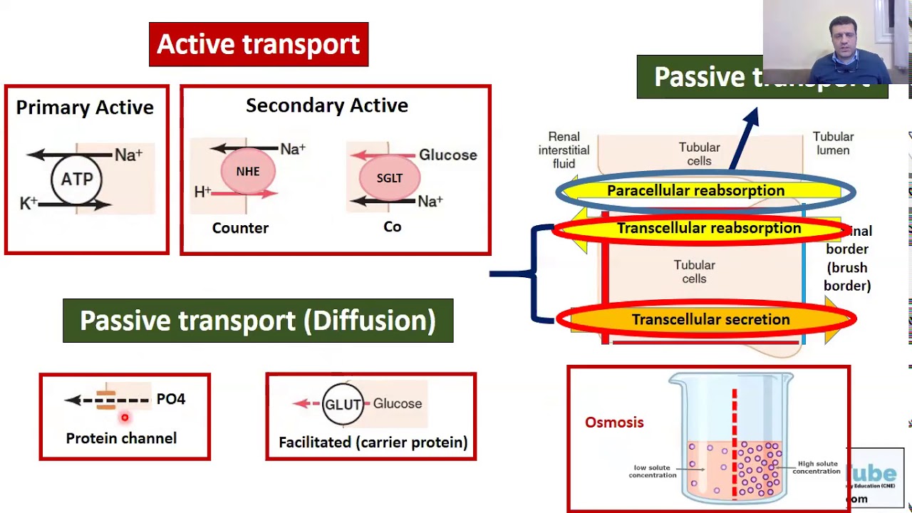 Back to Basics: Renal Physiology: Tubules transport (Arabic version)