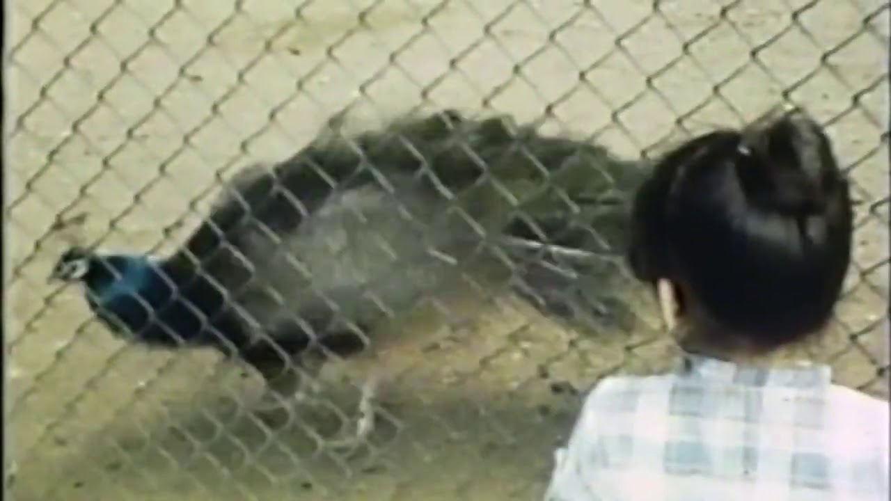 A Trip to New York - Staten Island Zoo - Brooklyn circa 1979