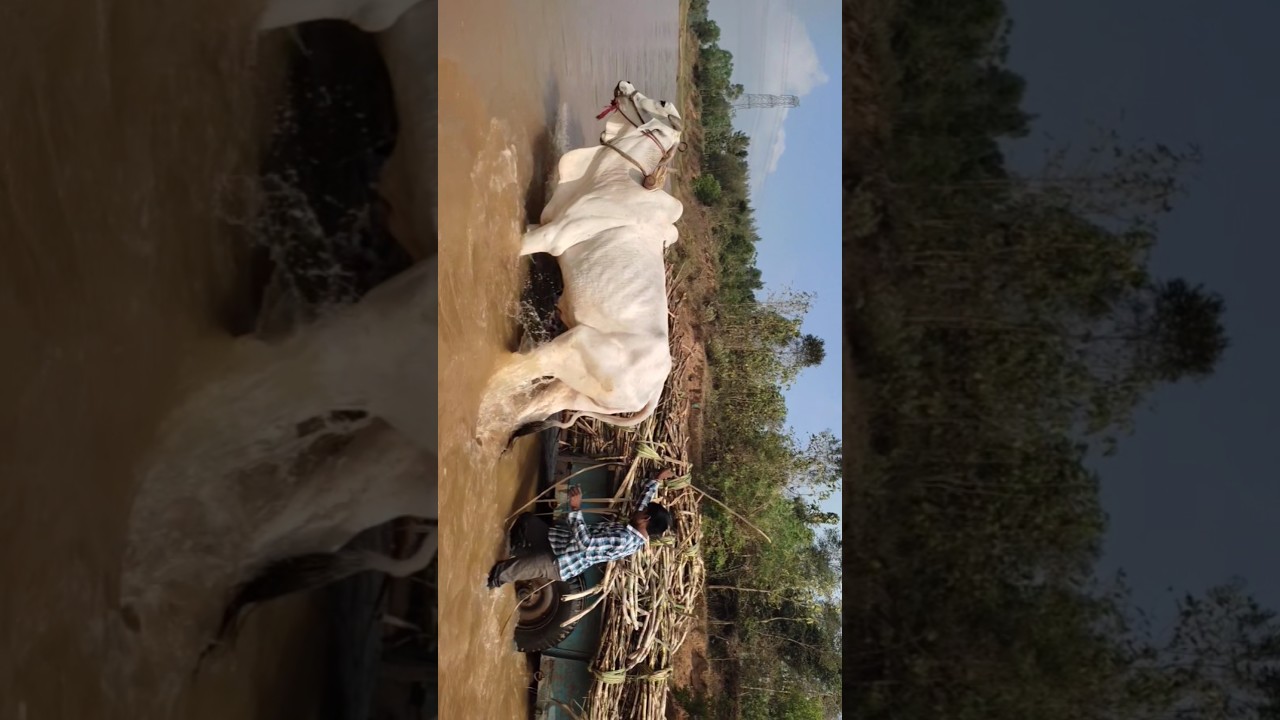 The Silent Heroes of the Farm #trending #shortvideo #viralvideo #water #mahadev #reels #river #ma
