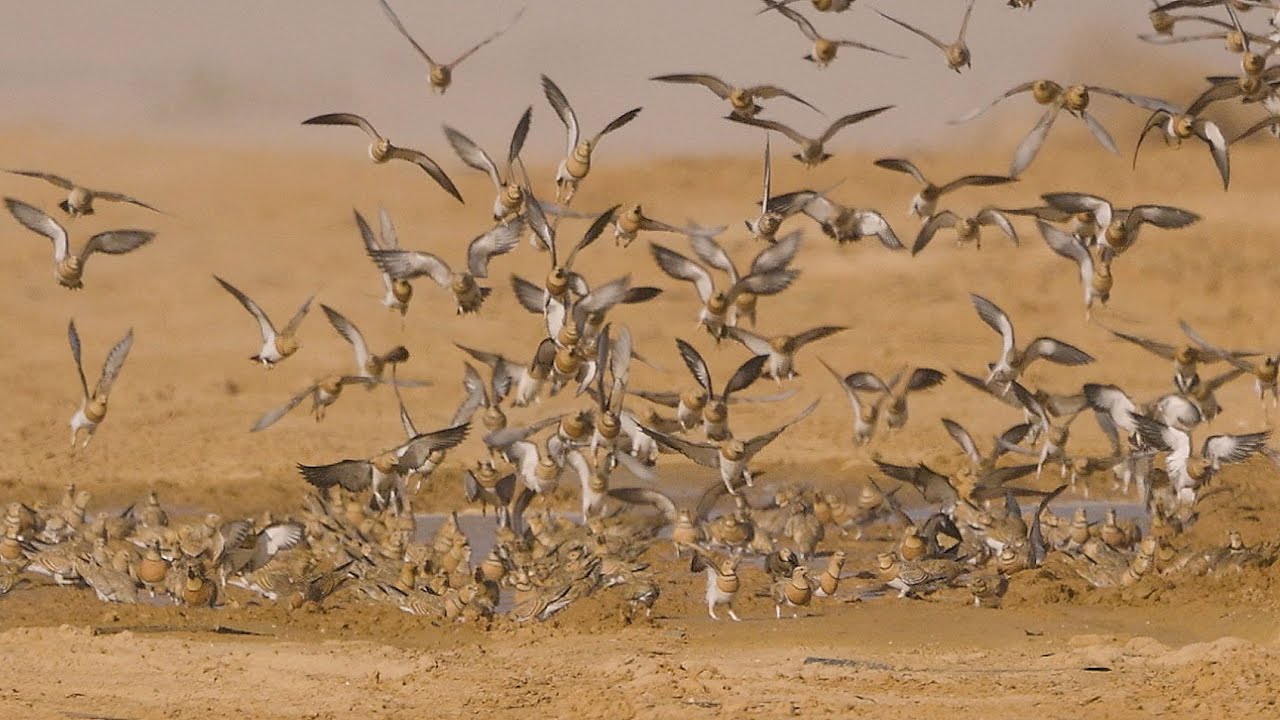 קטות בשתיה מפתיעה ויורש לששת Pin-tailed sandgrouse in massive flock in water hole