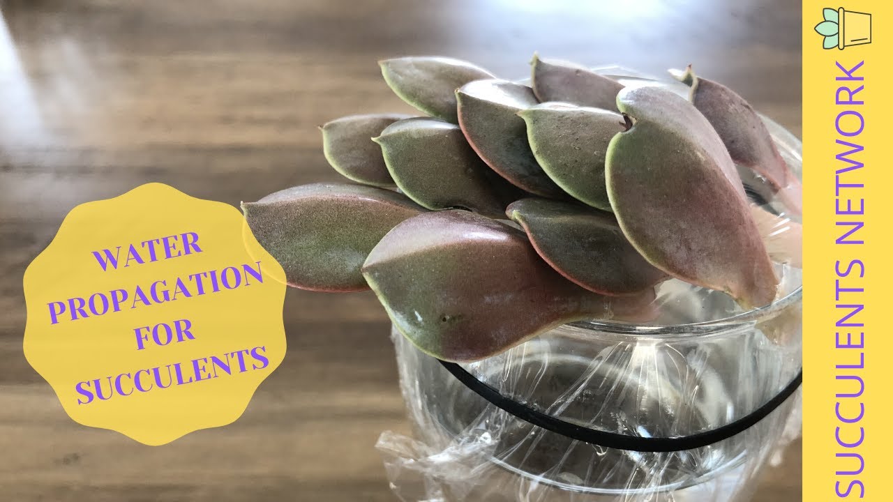 Water Propagation For Succulents