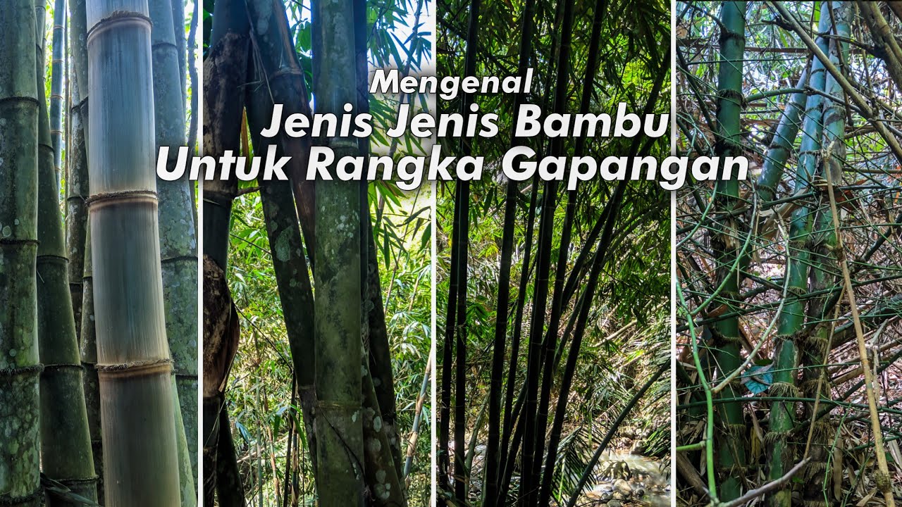 Jenis Jenis Bambu Yang Cocok Untuk Rangka Gapangan | Bapangan | Layangan
