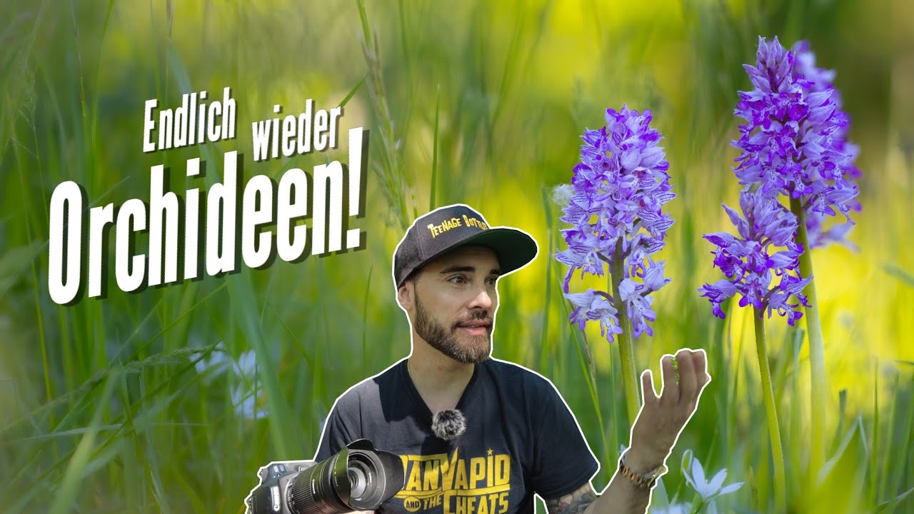 Naturfotografie: Endlich wieder Orchideen!
