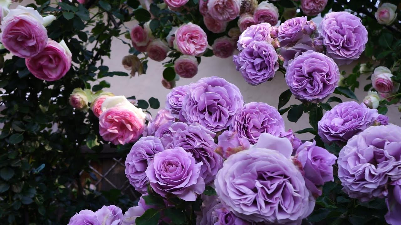 月季春花全记录(3) - 龙沙宝石、情歌及晚花品种的盛花期 | 2025年5月