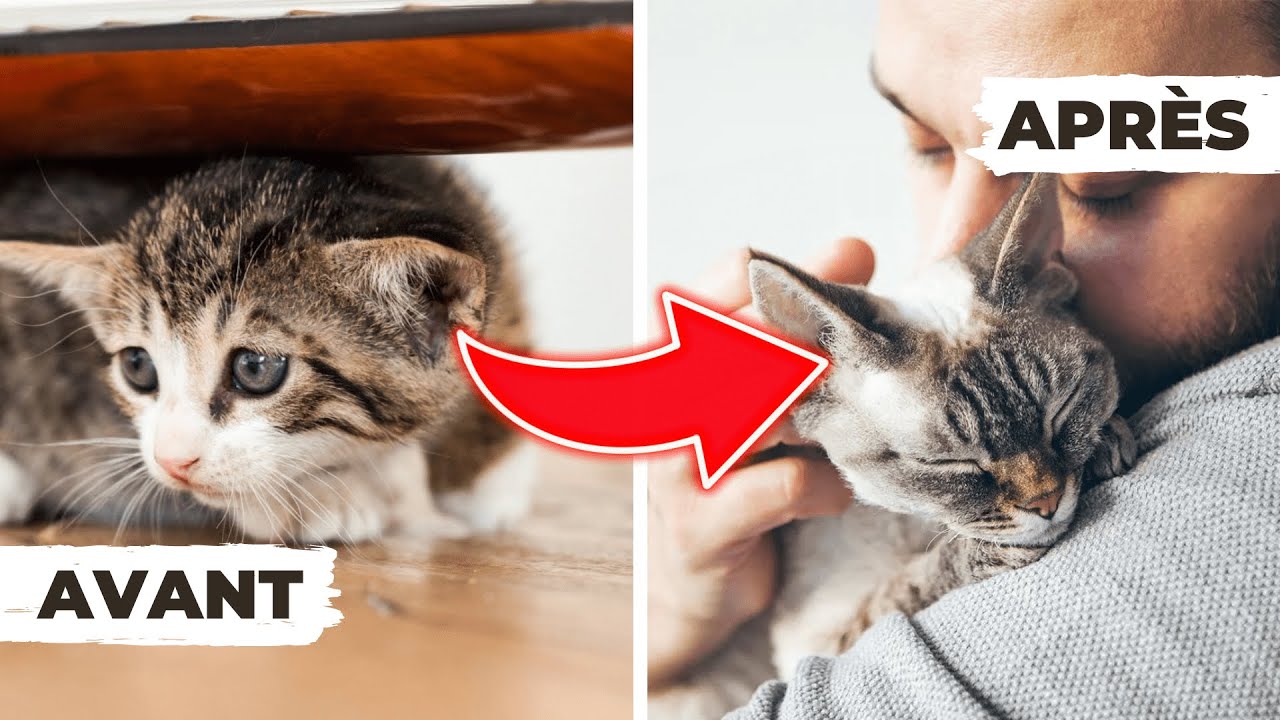 COMMENT GAGNER LA CONFIANCE DE SON CHAT ?
