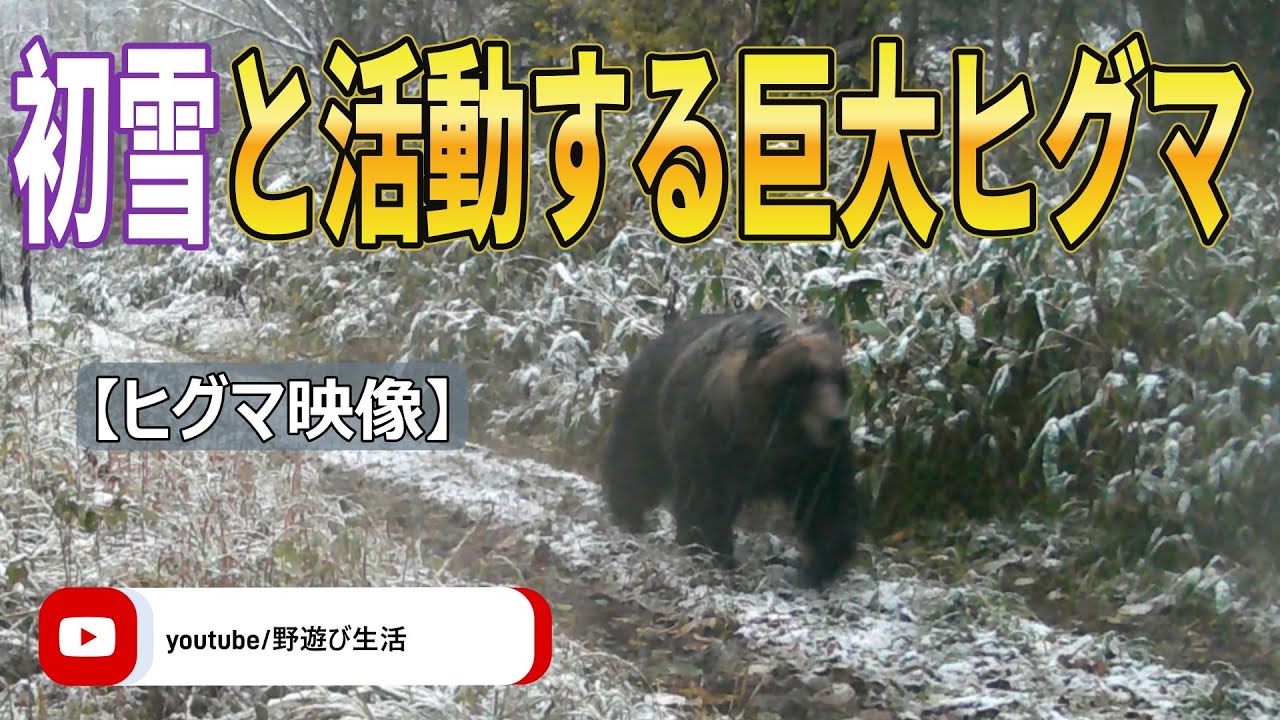 初雪と活動する巨大ヒグマ