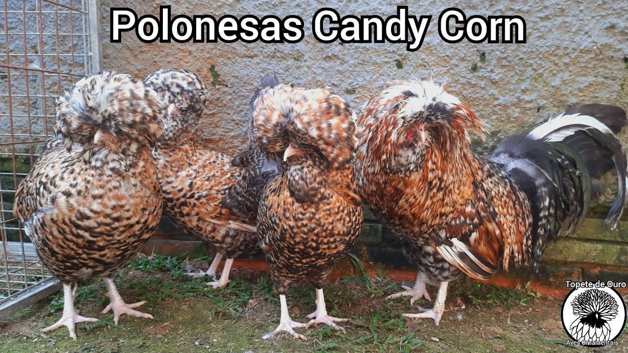 Candy Corn - As polonesas de milho doce 👉🍯🌽🐓🌽🍯👈