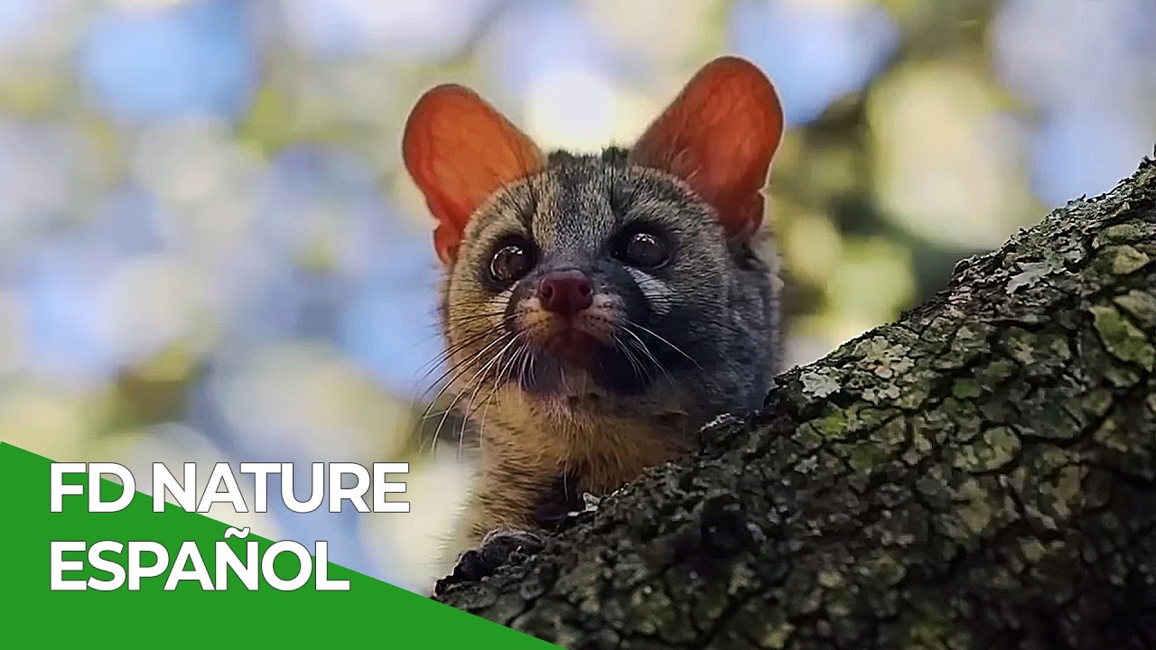 Animales en España -  Todos los Episodios Parte 2 | Free Documentary Nature - Español