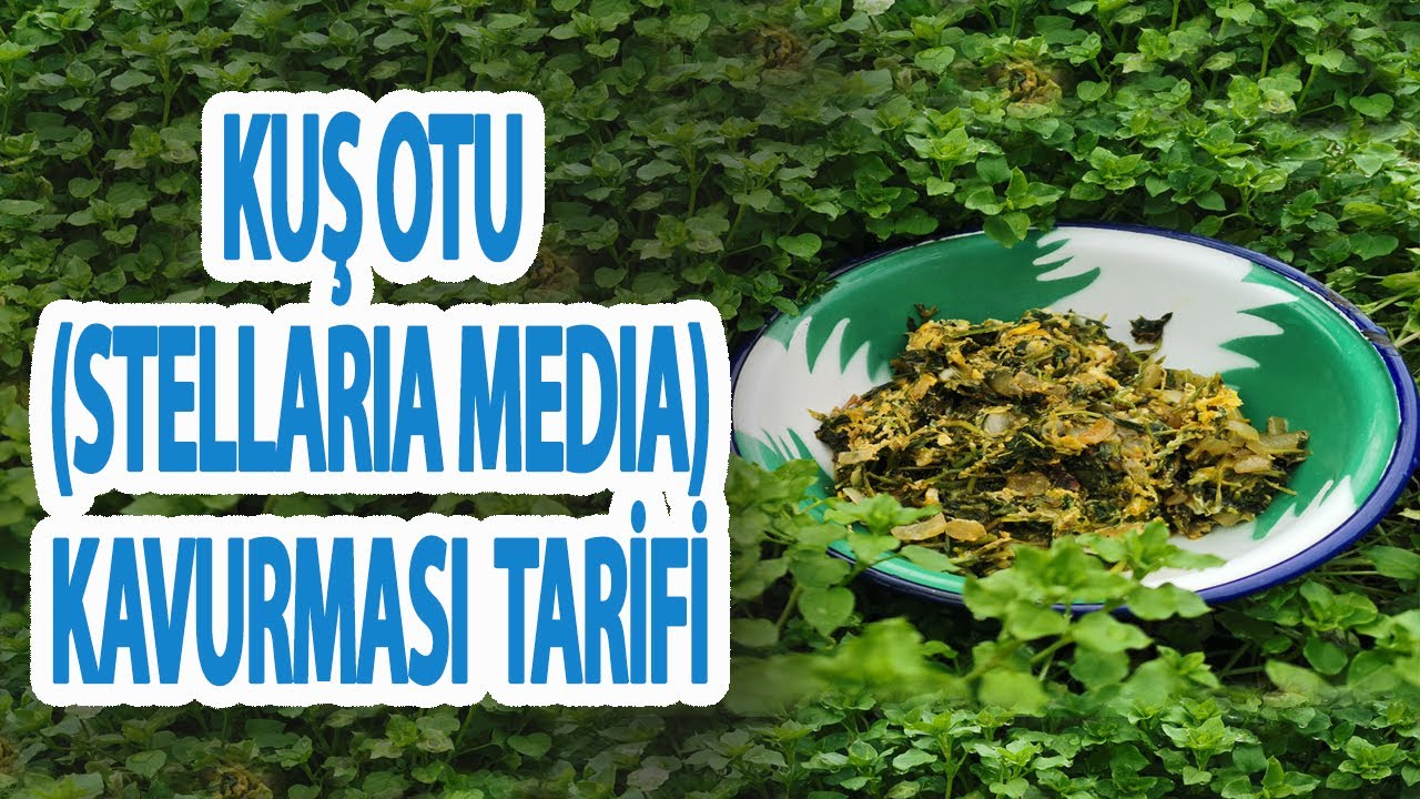 Kuş Otu Kavurması Tarifi (Yumurtalı) | Latmos Mutfak - Yemek Tarifleri