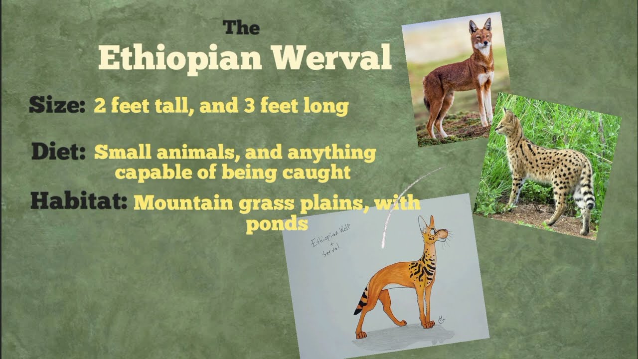 The Ethiopian wolf + Serval hybrid art!