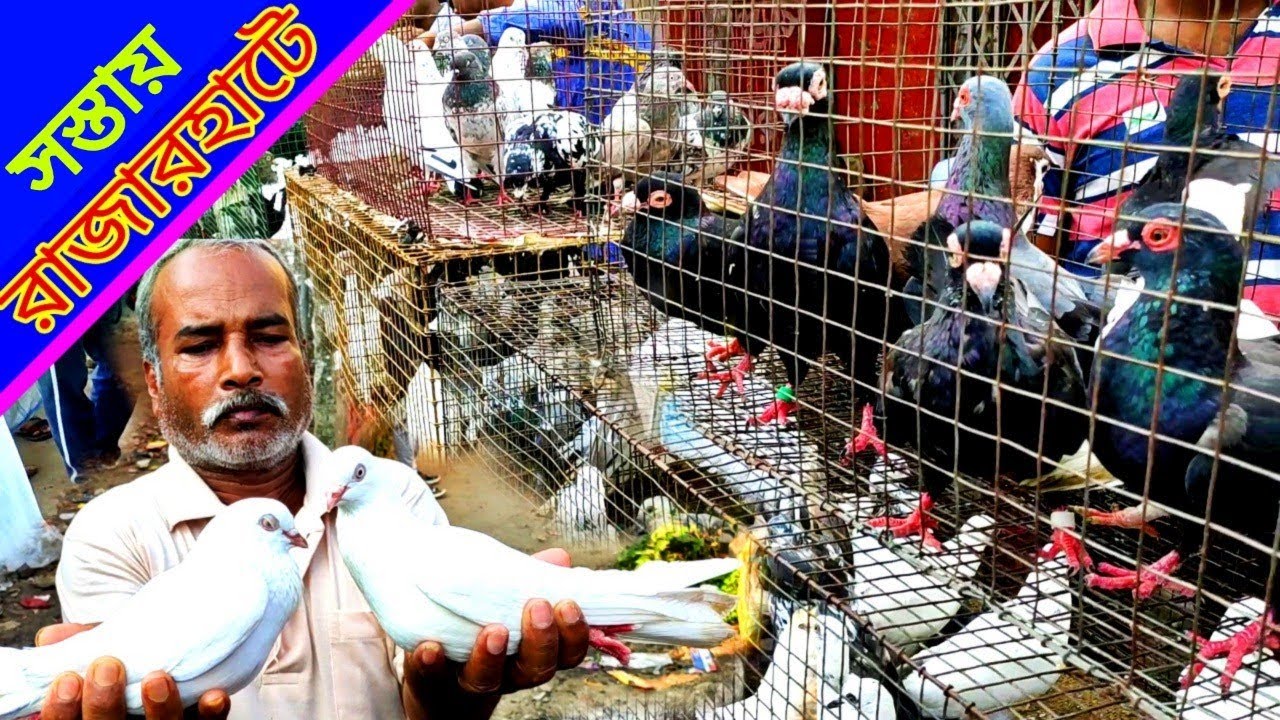 Rajar Hat Pigeon Market Update // রাজারহাট কবুতর বাজার .. By Bengal Pigeon..