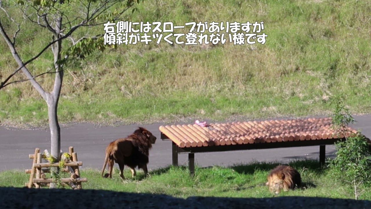 牛骨食べたいけど牛骨台に登れないスパーク　多摩動物公園　ライオン