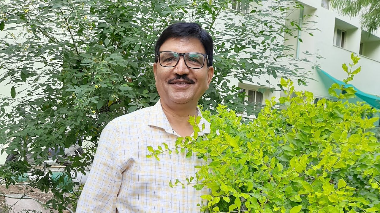 #plants #duranta #goldendewdrops#pigeonberry#hedges @mcpaliwal