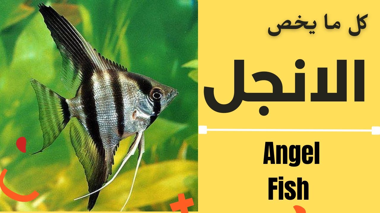 Angel Fish  -    🐠🐠   معلومات عن أسماك الانجل