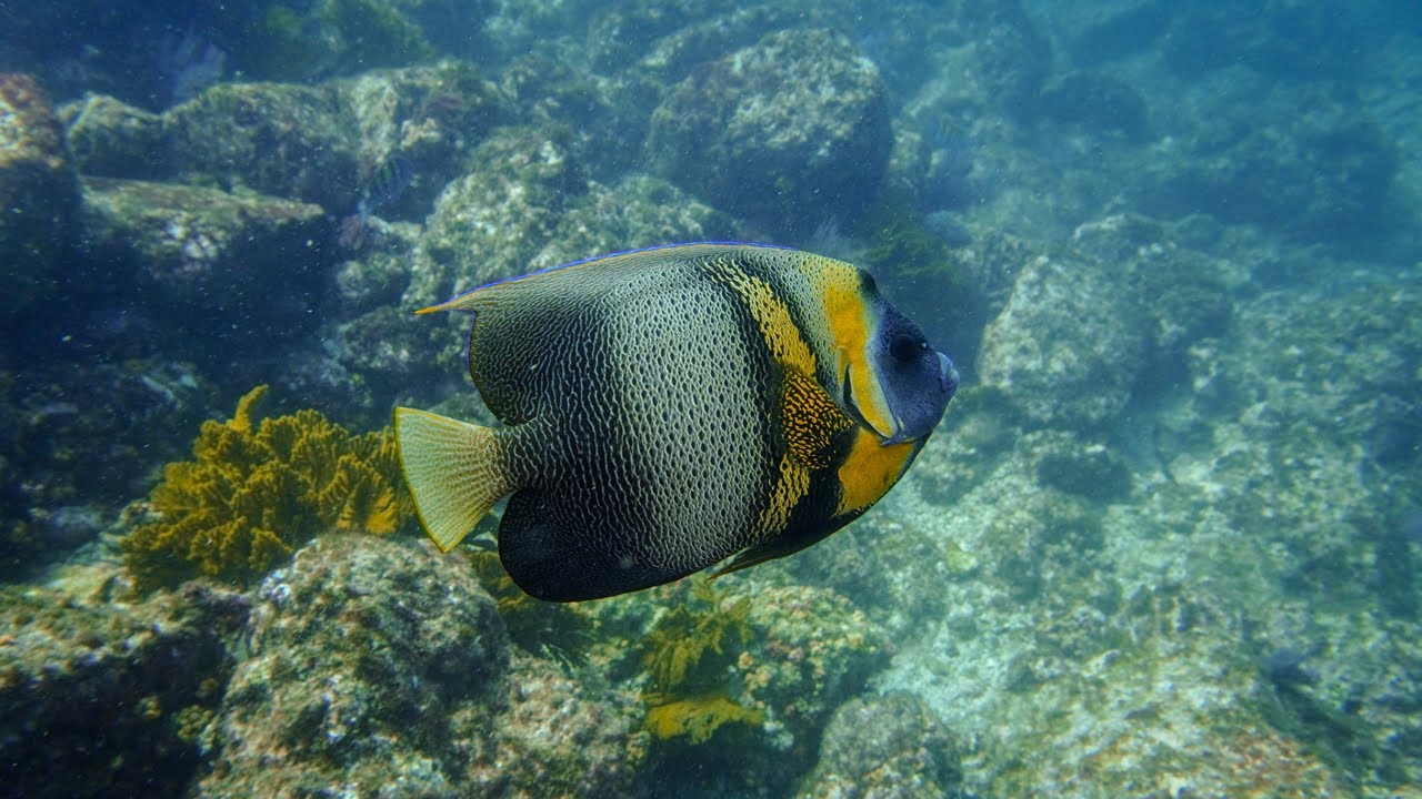 Buceo en Islote Ahorcados e isla Salango, Ecuador