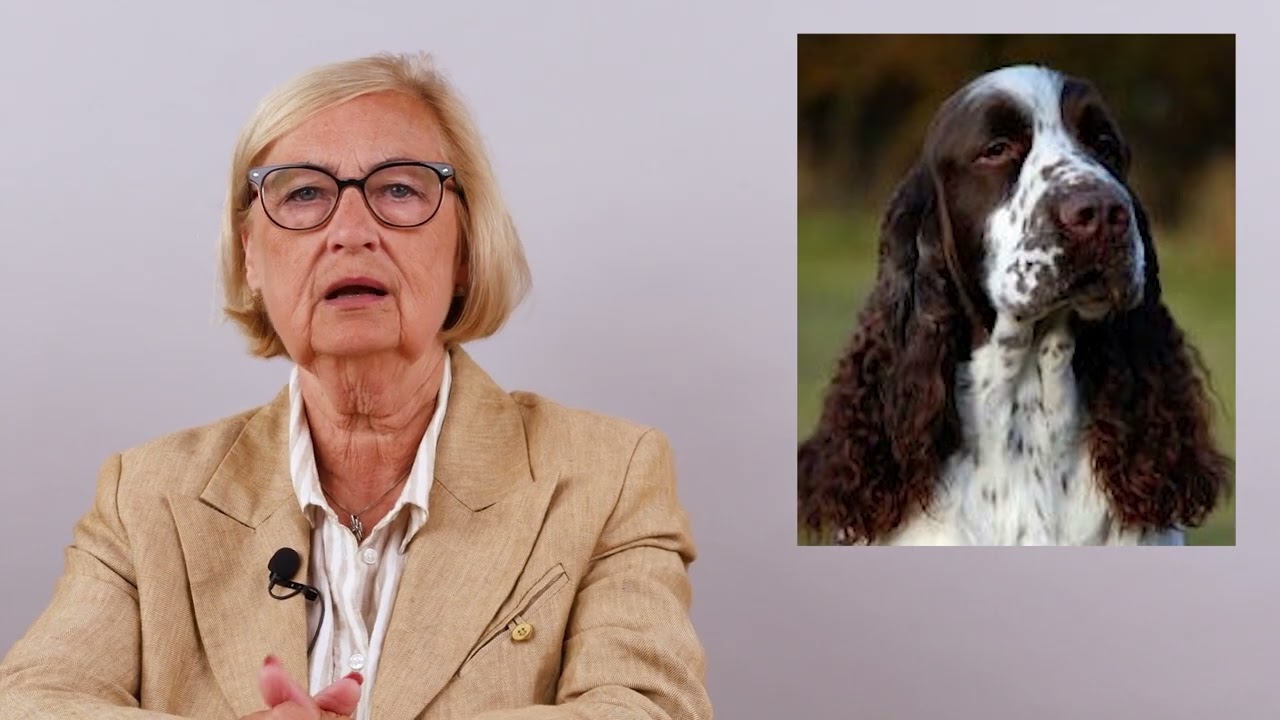 Raspresentation - Engelsk springer spaniel