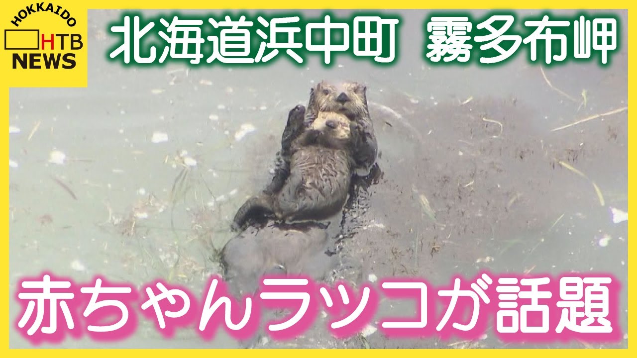 「寒そうな中で健気に…」少し泳げるようになった…？赤ちゃんラッコが話題に　北海道浜中町　霧多布岬