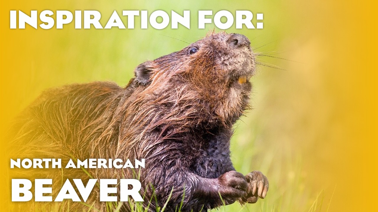 12 Real Beaver Habitats! (Planet Zoo Inspiration)