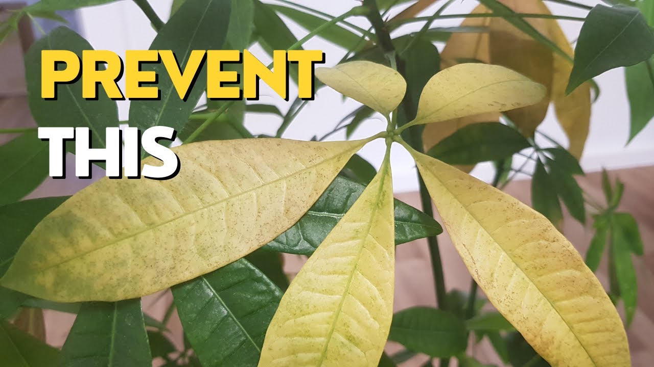 Yellow Leaves on Money Tree | 3 Main Reasons