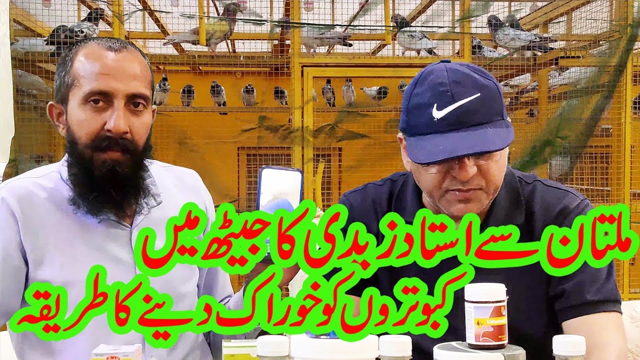 ustad zadi bhai ka kabootr ki parwaz ke liy tips || 03004515078