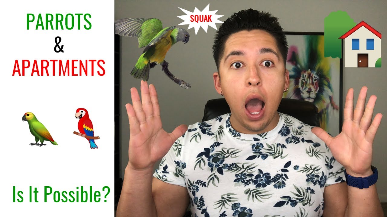 Can You Own A Parrot And Live In An Apartment?| Here’s How I Did It!
