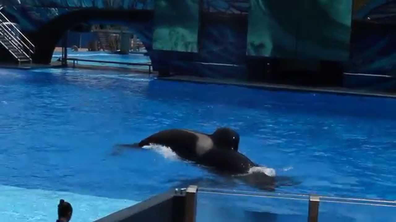 Tilikum at SeaWorld June 2014 (End of show for the big splash!) HD