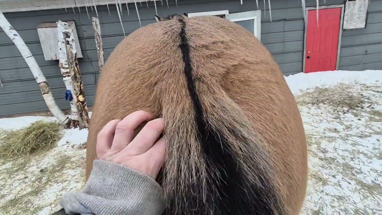 Winter Animal Care on an East Coast Canadian Farm | What We Do & Why
