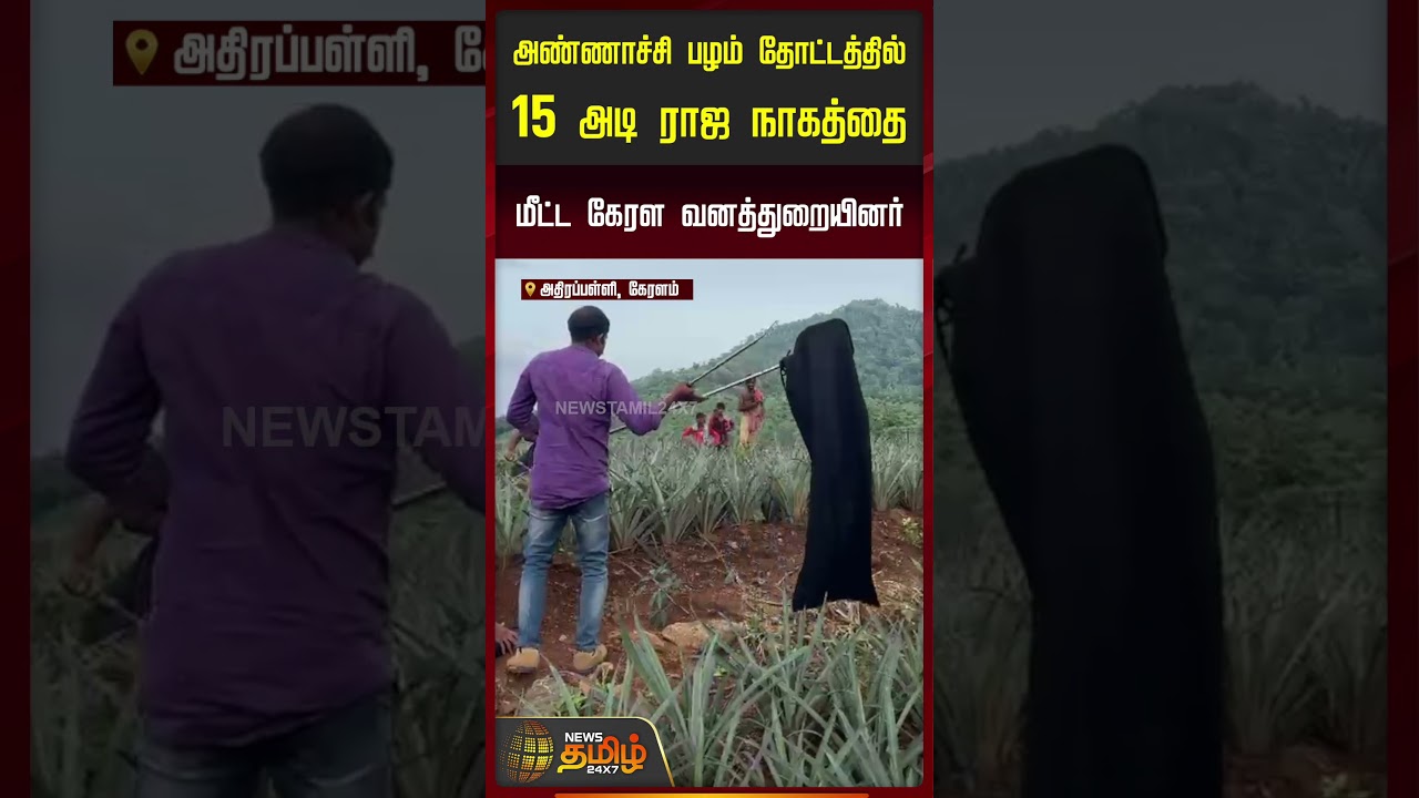 Kerala | King Cobra | அண்ணாச்சி பழம் தோட்டத்தில் 15 அடி ராஜ நாகத்தை மீட்ட கேரள வனத்துறையினர்