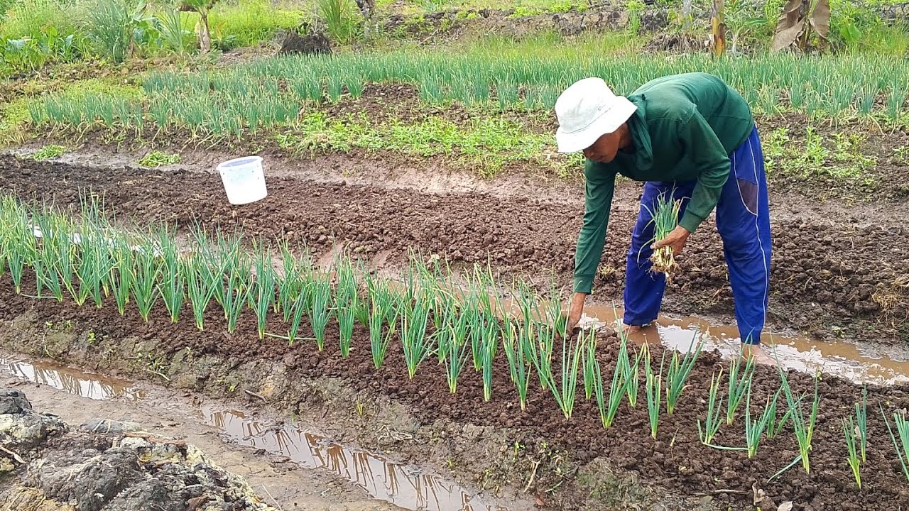 MAS OKY SEDANG MENANAM HARAPAN DI LAHAN PINJAM PAKAI,SEMANGAT💪🏻