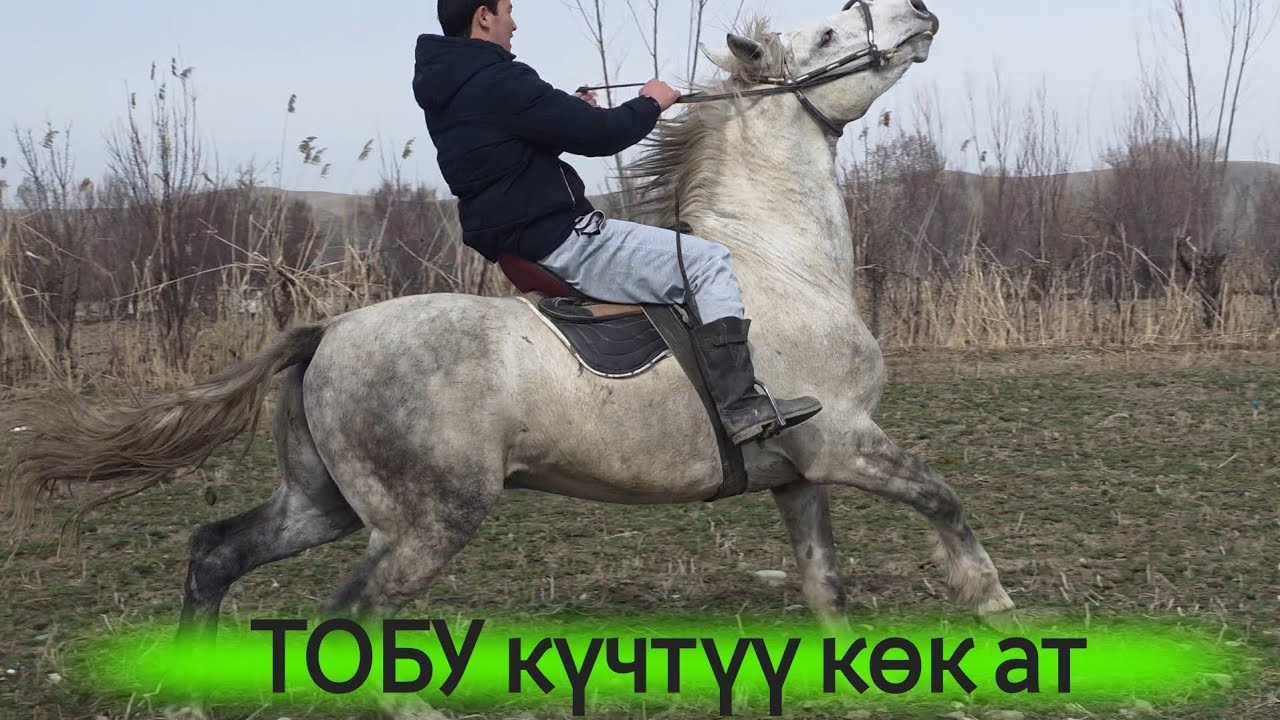 АЛАМАНДЫН АТЫ ДАЛИЛИ МЕНЕН💥ОРТОДО КАЙНАГАН КӨК АТ