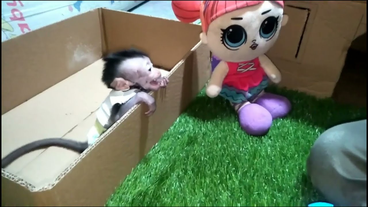 Baby monpai are very happy to play with. Cute and Adorable.